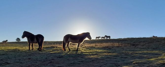 Wild horses on a hillside